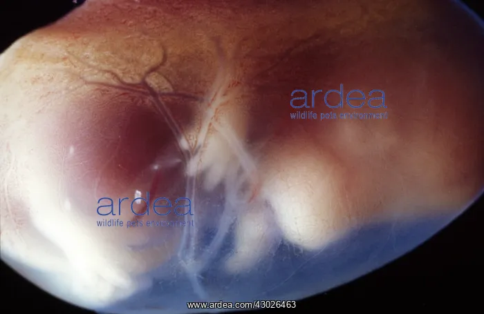 : Rat Embryo 17.5 days into its gestation period : Rat Embryo 17.5 days into its gestation period