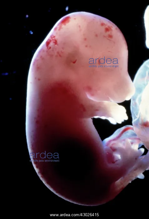 : Rat Embryo without its yolk sac, at 17.5 days : Rat Embryo without its yolk sac, at 17.5 days