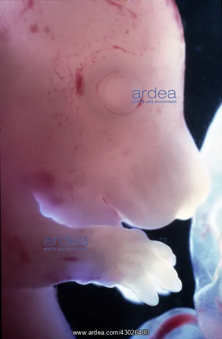 : Rat Embryo without its yolk sac, at 17.5 days : Rat Embryo without its yolk sac, at 17.5 days