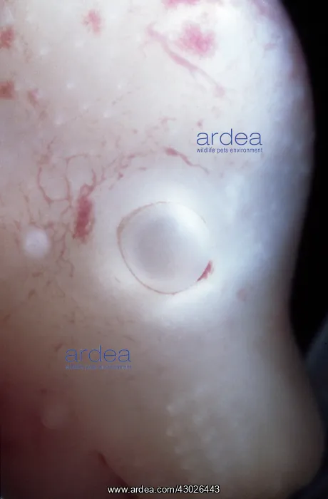 : Rat Embryo without its yolk sac, at 17.5 days : Rat Embryo without its yolk sac, at 17.5 days