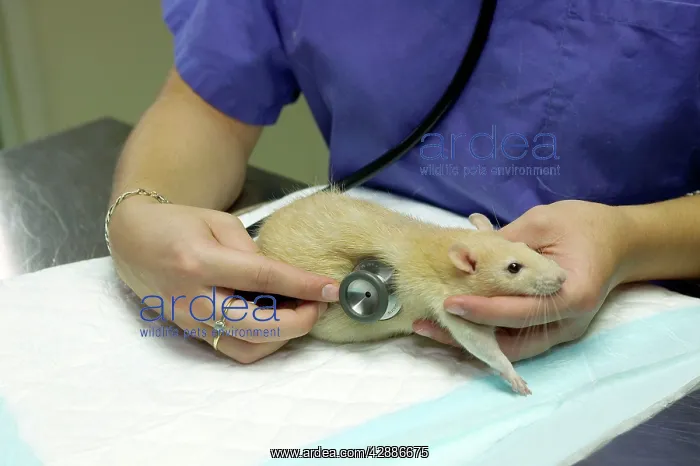  : Rat - being examined by vet