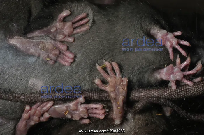 : Rat - feet seen from below : Rat - feet seen from below