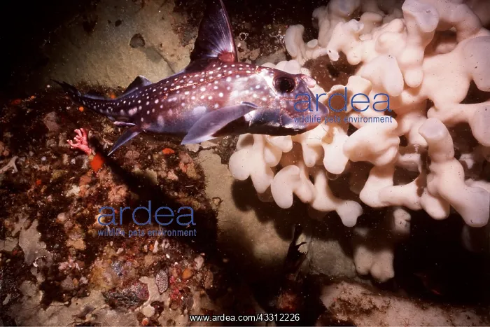 : RAT FISH - male, rare, note clasper on head & anal fins : RAT FISH - male, rare, note clasper on head & anal fins