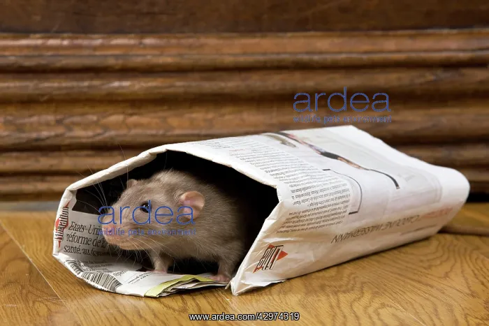  : Rat - in newspaper