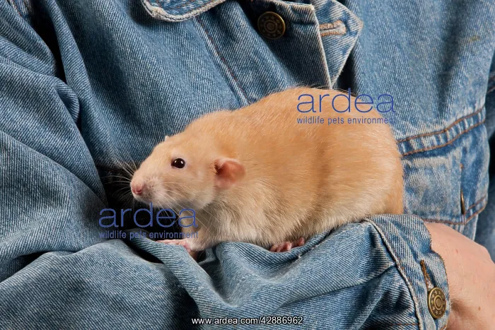  : Rat - on owners arm
