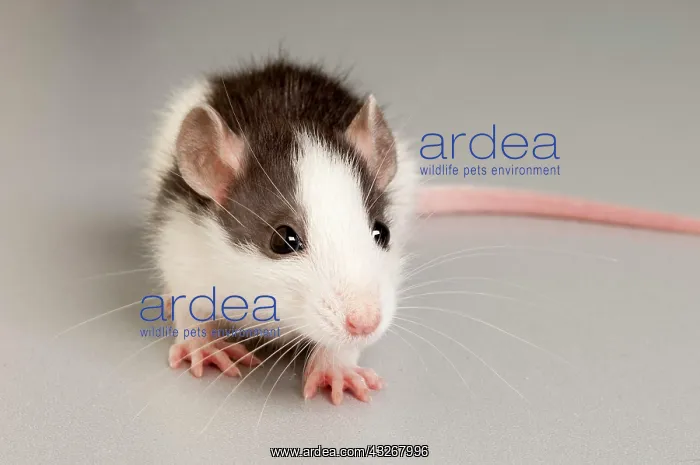  : Rat (Rattus)