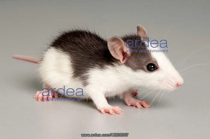 : Rat (Rattus) : Rat (Rattus)