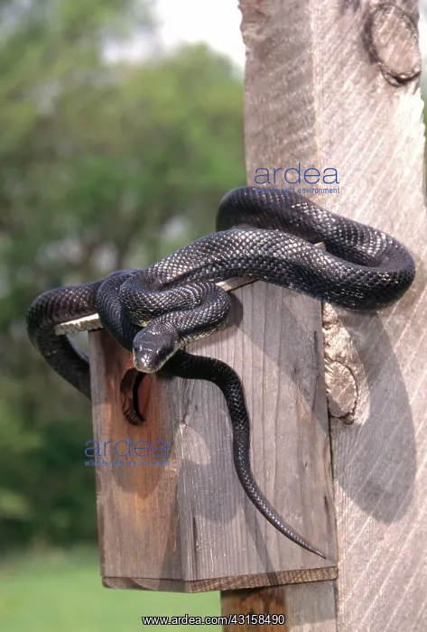 : Rat Snake at Bird House : Rat Snake at Bird House