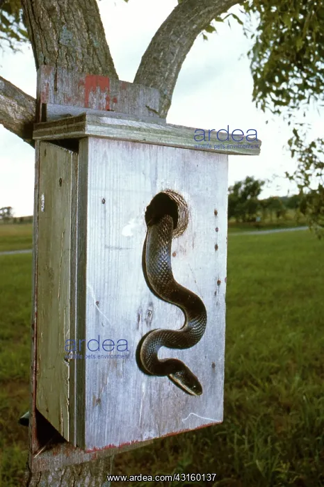 : Rat Snake at Bird House : Rat Snake at Bird House
