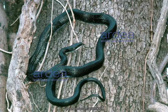 : Rat Snake Climbing Tree : Rat Snake Climbing Tree
