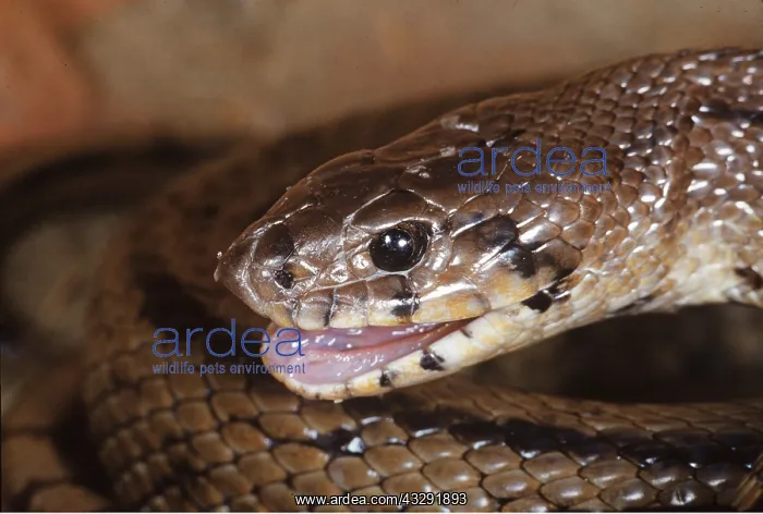 : RAT SNAKE - close up of head : RAT SNAKE - close up of head
