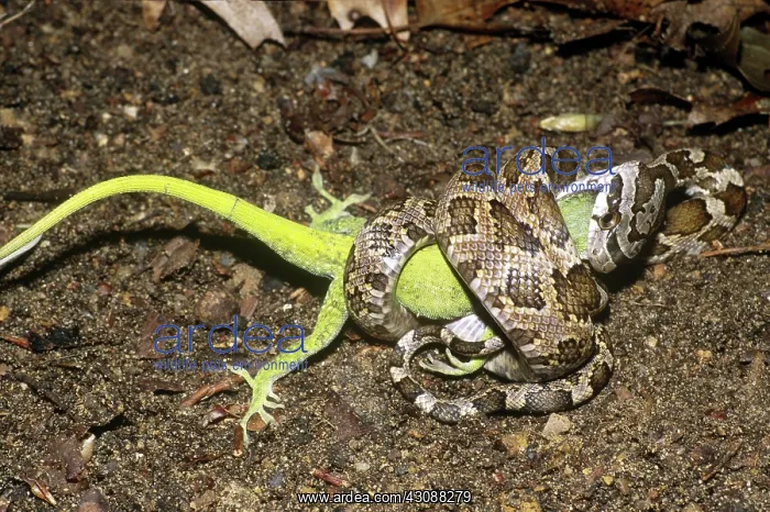 : Rat Snake Consuming Anole : Rat Snake Consuming Anole