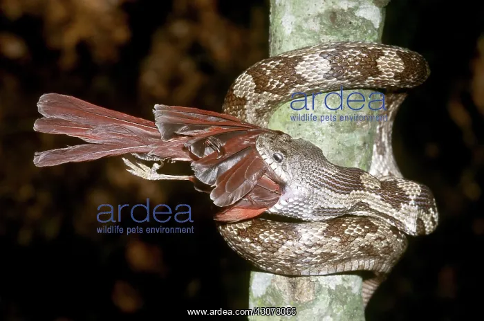 : Rat Snake Eating a Cardinal : Rat Snake Eating a Cardinal