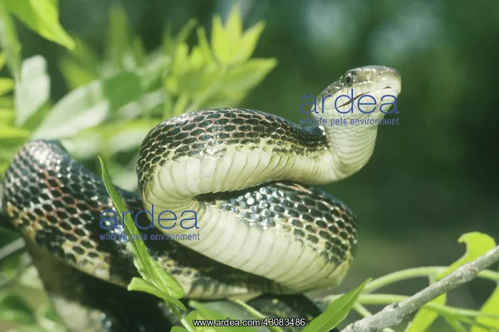: Rat Snake (Elaphe obsoleta) in tree : Rat Snake (Elaphe obsoleta) in tree