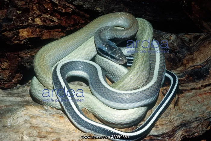 : Rat Snake (Elaphe taeniura ridleyi) : Rat Snake (Elaphe taeniura ridleyi)