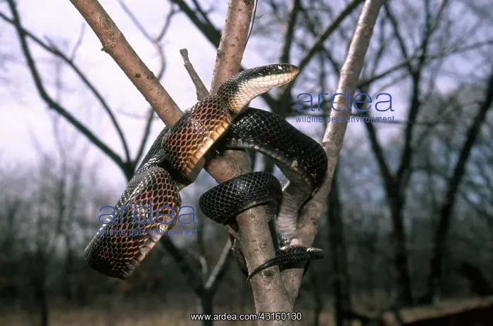 : Rat Snake in Tree : Rat Snake in Tree