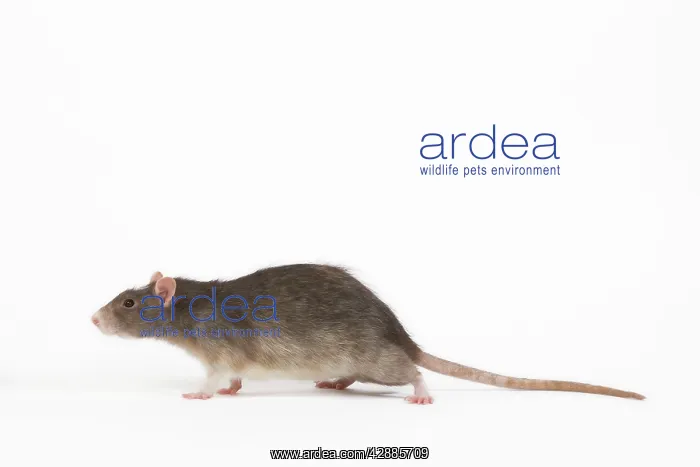  : Rat in studio