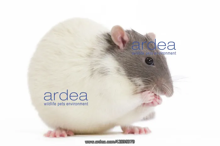  : Rat - in studio