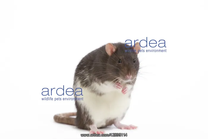  : Rat - in studio
