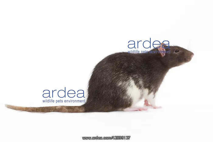  : Rat - in studio