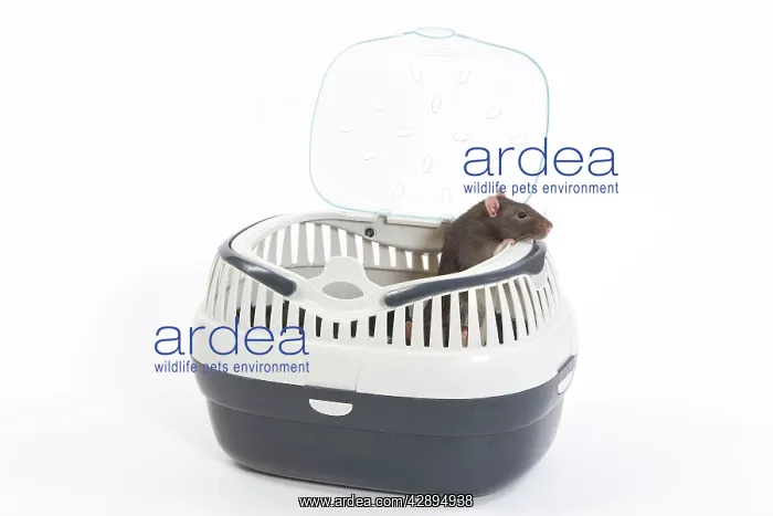  : Rat - in studio in carrying  /  travel basket