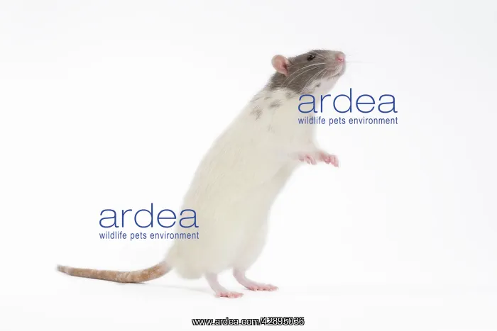  : Rat - in studio on hind legs