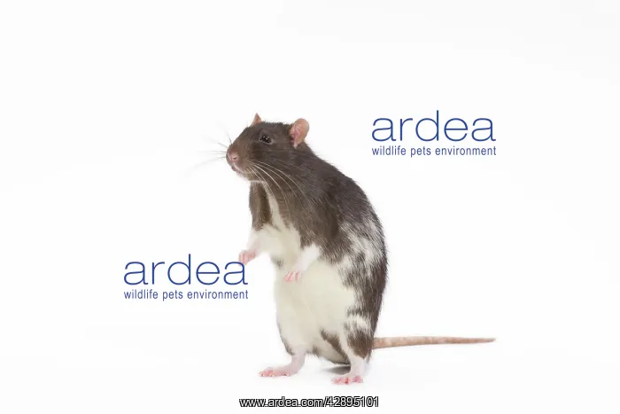  : Rat - in studio on hind legs