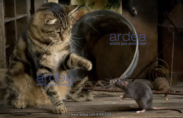  : Rat with Tabby Cat
