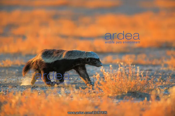 : Ratel (Mellivora capensis) running, Namibia : Ratel (Mellivora capensis) running, Namibia