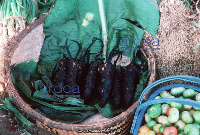  : Rats in Market