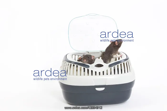 : Rats - two in studio in carrying / travel basket : Rats - two in studio in carrying / travel basket