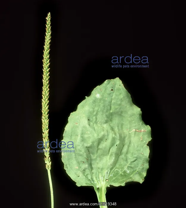 : Ratstail Plantain : Ratstail Plantain