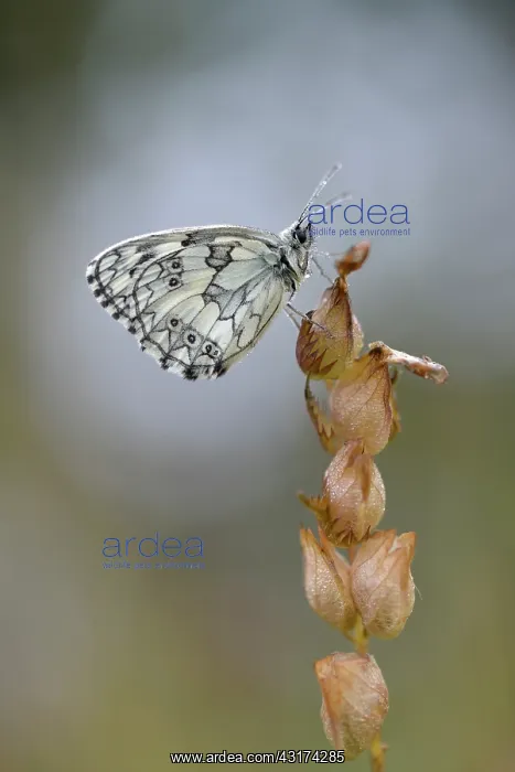 : Rattle. Marbled White (Melanargia galathea) male resting on unidentified Rattle : Rattle. Marbled White (Melanargia galathea) male resting on unidentified Rattle