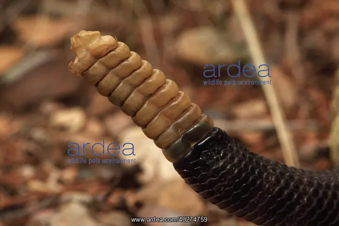  : Rattle of Black-tailed Rattlesnake (Crotalus molossus) - Hua