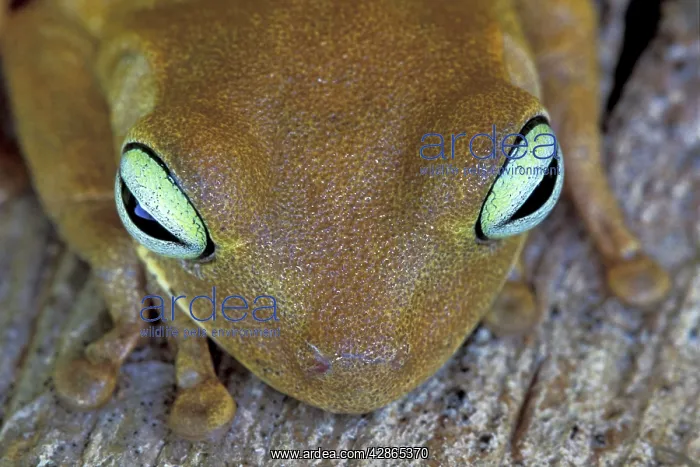 : Rattle-voiced Treefrog : Rattle-voiced Treefrog