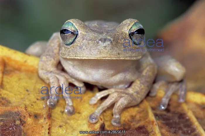 : Rattle-voiced Treefrog - Emerald-eyed Treefrog : Rattle-voiced Treefrog - Emerald-eyed Treefrog