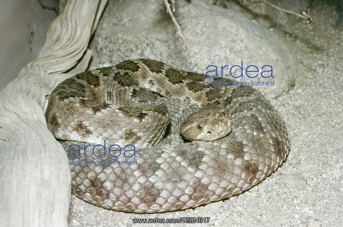 : Rattleless Rattlesnake - Poisonous : Rattleless Rattlesnake - Poisonous