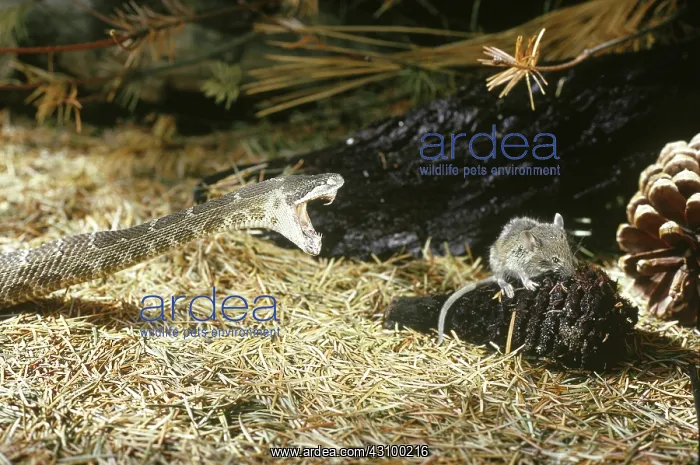 : Rattler striking at mouse : Rattler striking at mouse