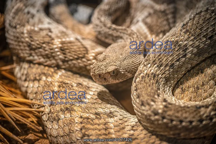 : A rattlesnake (Crotalus viridis) looks out of its nest with an intense gaze : A rattlesnake (Crotalus viridis) looks out of its nest with an intense gaze