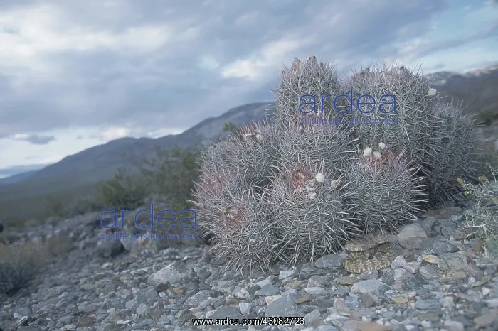 : Rattlesnake in Death Valley : Rattlesnake in Death Valley