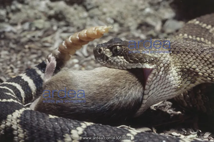 : Rattlesnake Eating Mouse : Rattlesnake Eating Mouse