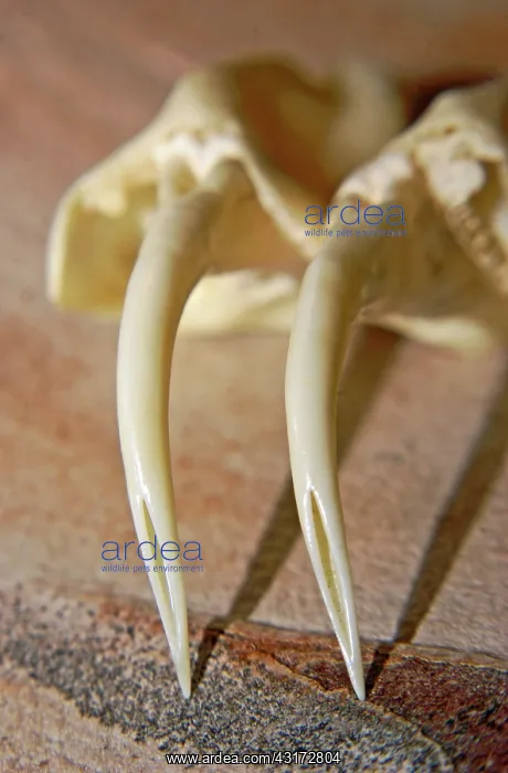 : Rattlesnake Fangs : Rattlesnake Fangs