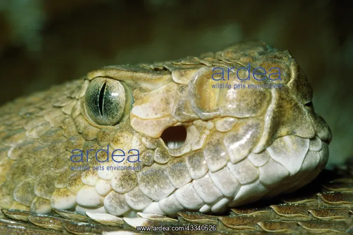 : Rattlesnake - head showing nostril & heat sensitive pit : Rattlesnake - head showing nostril & heat sensitive pit