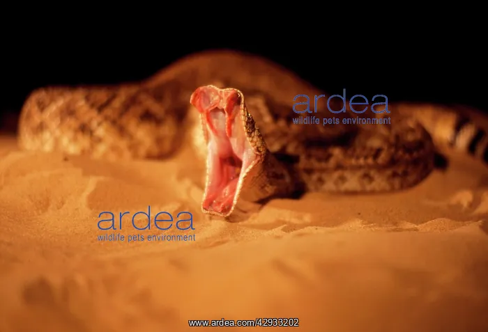 : RATTLESNAKE - mouth open with fangs on view : RATTLESNAKE - mouth open with fangs on view