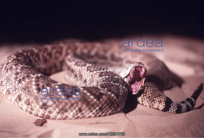: RATTLESNAKE - mouth open, showing fangs : RATTLESNAKE - mouth open, showing fangs