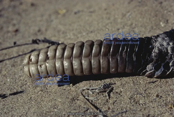 : Rattlesnake Rattle : Rattlesnake Rattle