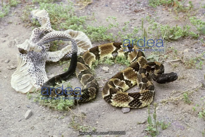 : Rattlesnake shedding its skin : Rattlesnake shedding its skin