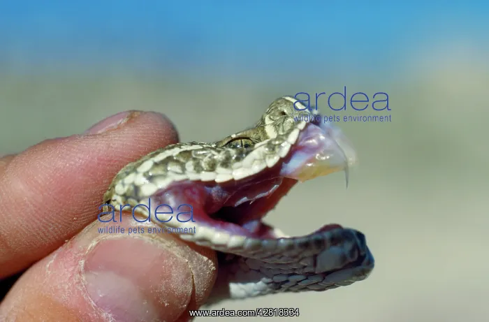 : Rattlesnake - showing fangs : Rattlesnake - showing fangs