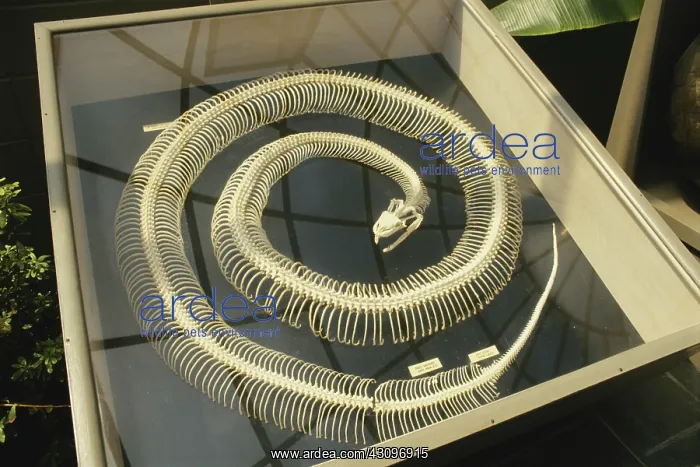  : Rattlesnake Skeleton