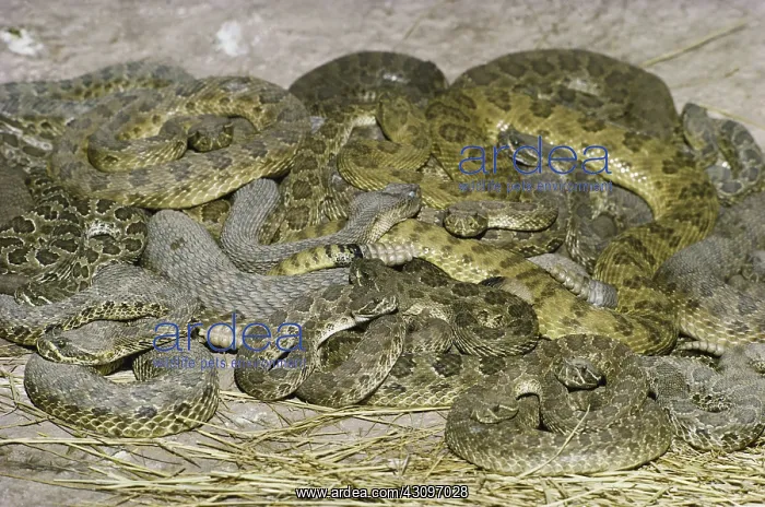  : Rattlesnakes in Den